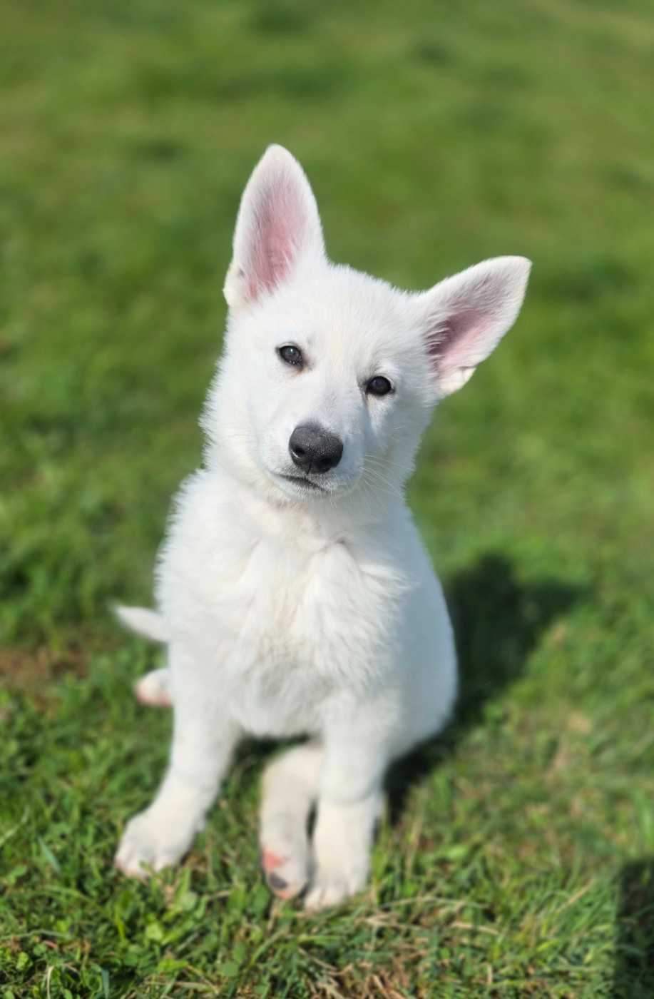 du Domaine de Criska - Chiots disponibles - Berger Blanc Suisse