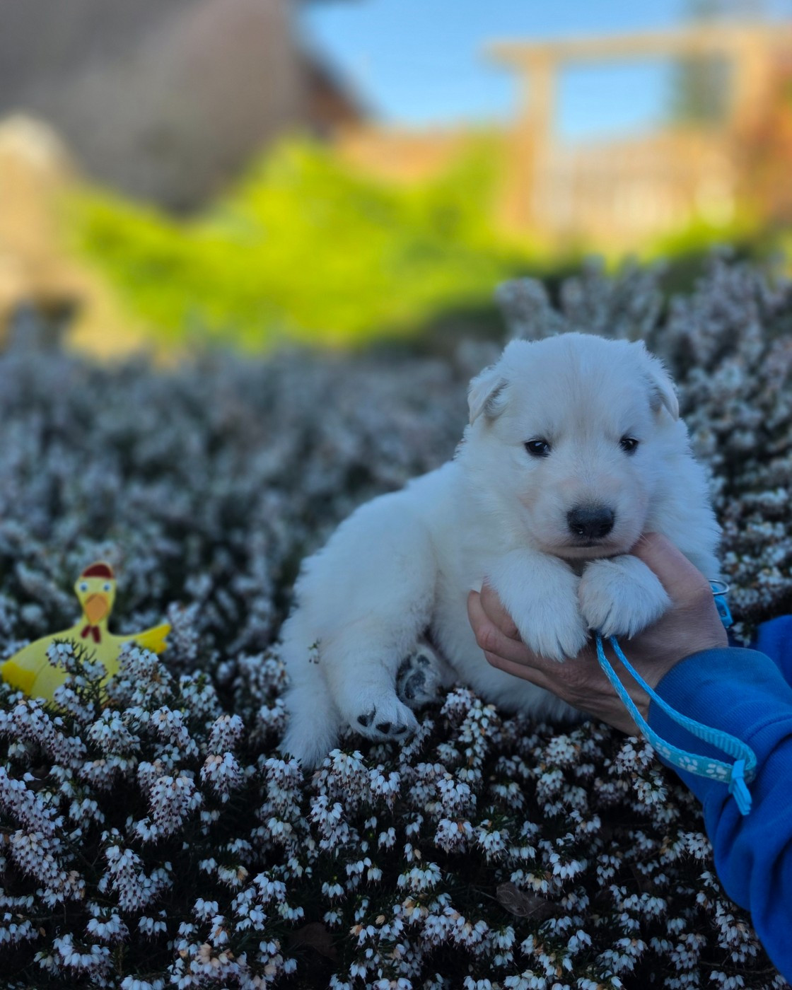 du Domaine de Criska - Chiots disponibles - Berger Blanc Suisse