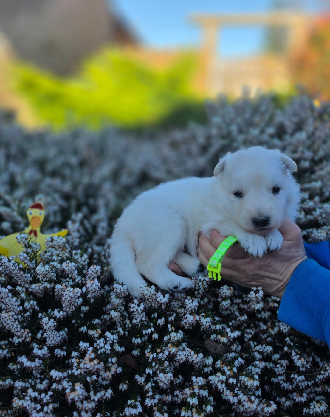 du Domaine de Criska - Chiots disponibles - Berger Blanc Suisse