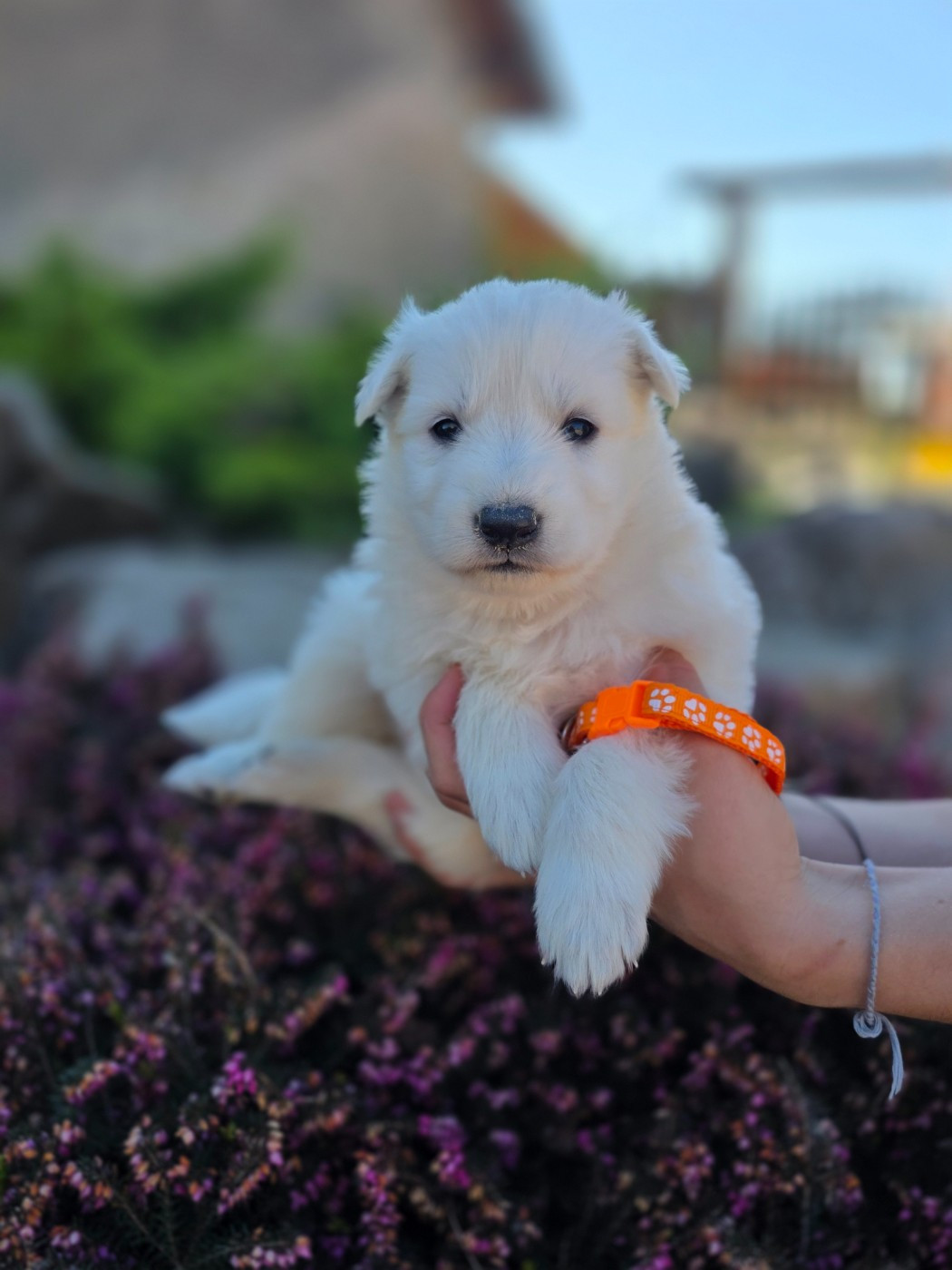du Domaine de Criska - Chiots disponibles - Berger Blanc Suisse