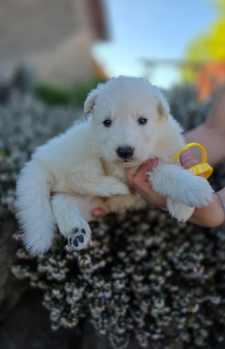 du Domaine de Criska - Chiots disponibles - Berger Blanc Suisse