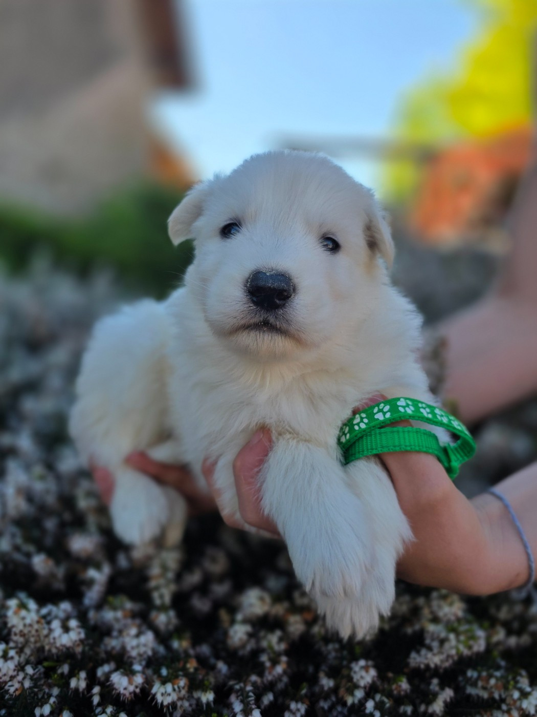 du Domaine de Criska - Chiots disponibles - Berger Blanc Suisse