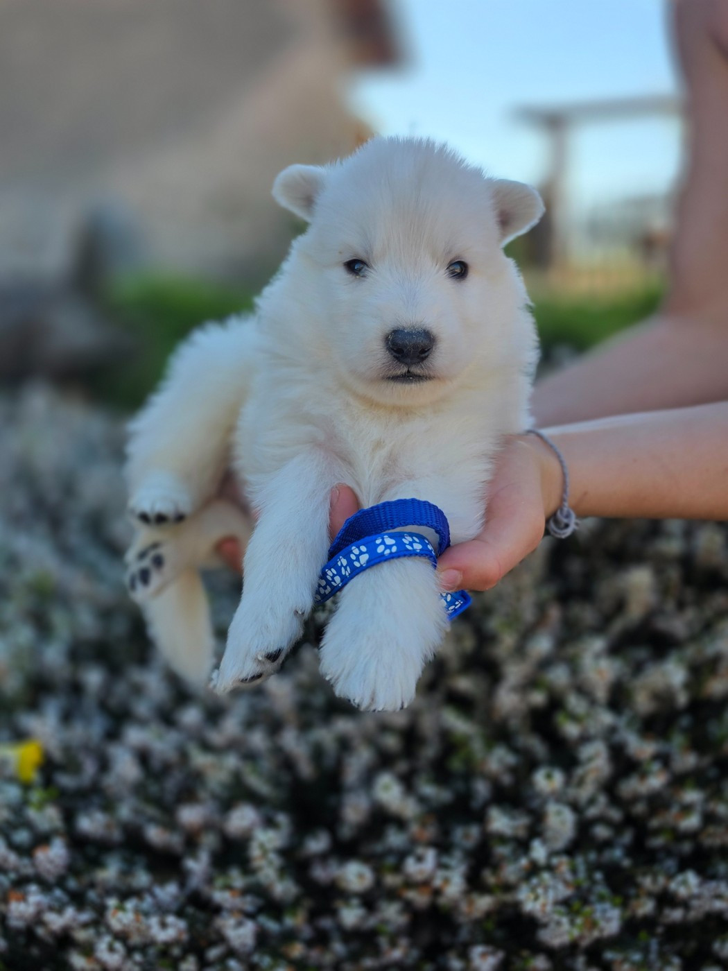 du Domaine de Criska - Chiots disponibles - Berger Blanc Suisse