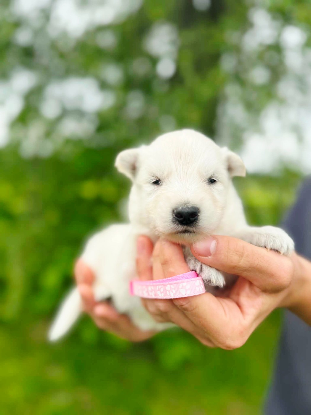 du Domaine de Criska - Chiots disponibles - Berger Blanc Suisse