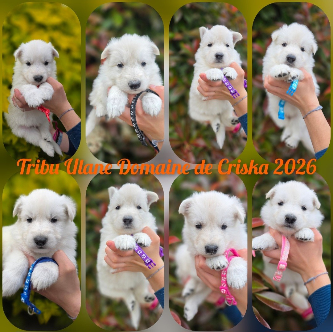 du Domaine de Criska - Berger Blanc Suisse - Portée née le 19/04/2026