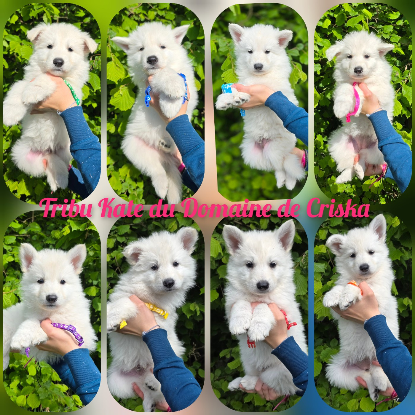 Chiot Berger Blanc Suisse du Domaine de Criska