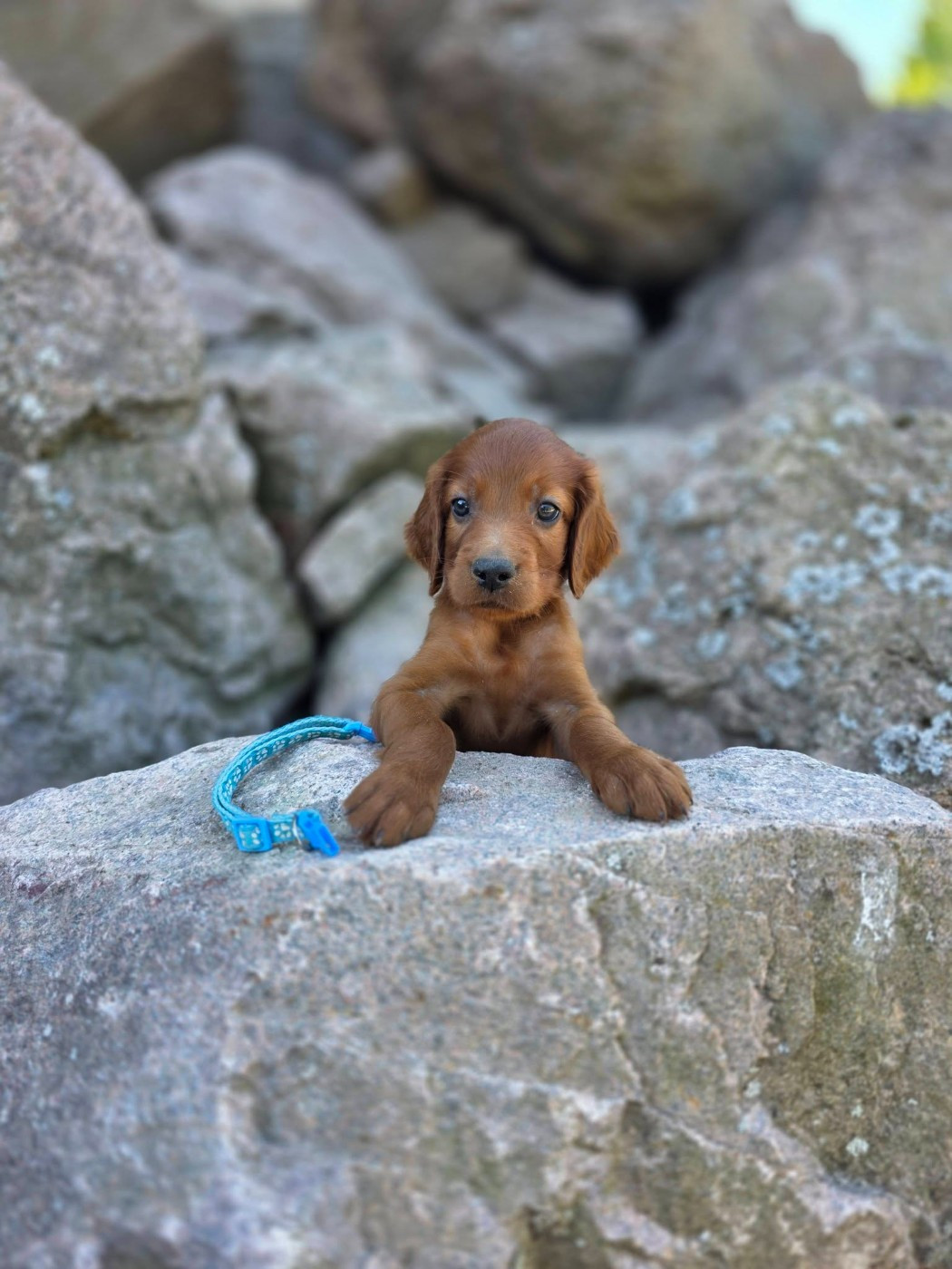 du Domaine de Criska - Chiots disponibles - Setter irlandais rouge