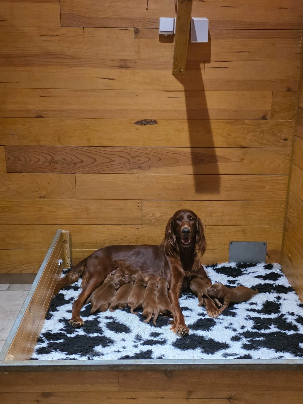 du Domaine de Criska - Chiots disponibles - Setter irlandais rouge