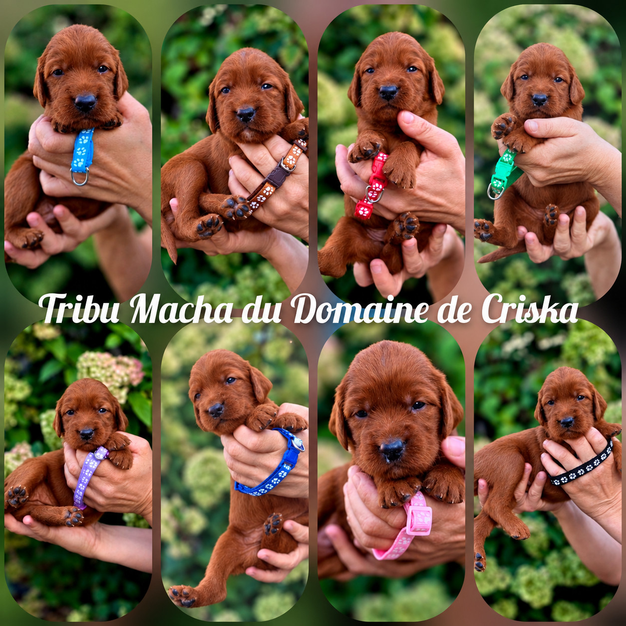 du Domaine de Criska - Chiots disponibles - Setter irlandais rouge