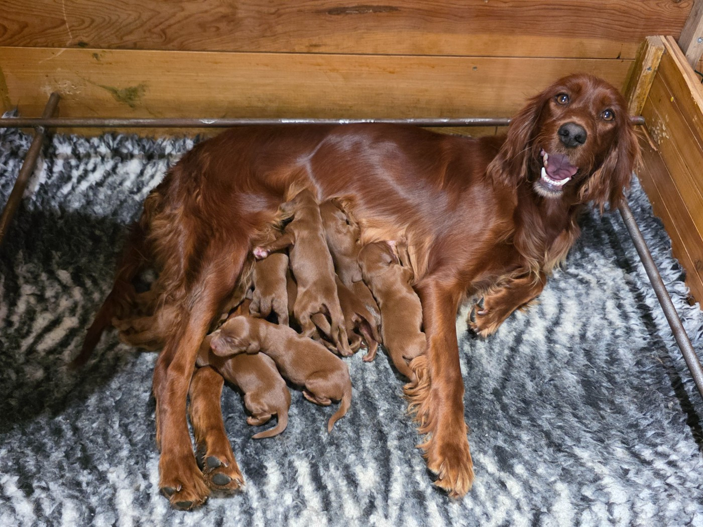 du Domaine de Criska - Chiots disponibles - Setter irlandais rouge