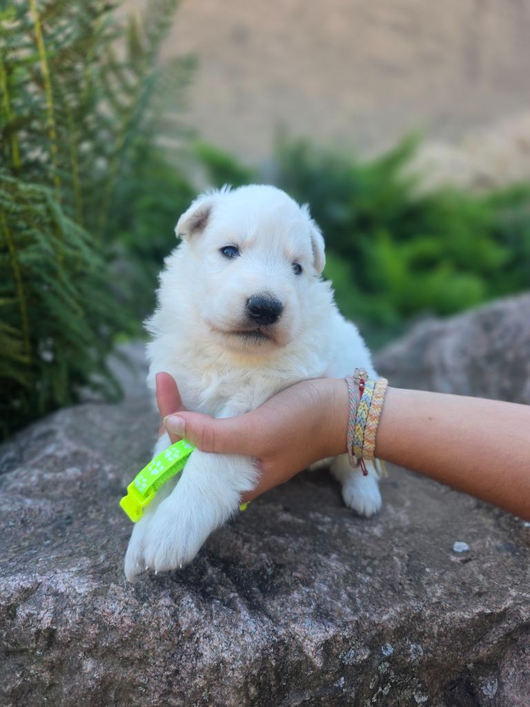 du Domaine de Criska - Chiots disponibles - Berger Blanc Suisse