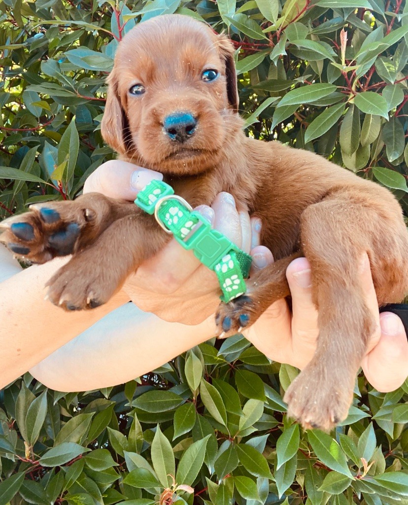 du Domaine de Criska - Chiots disponibles - Setter irlandais rouge