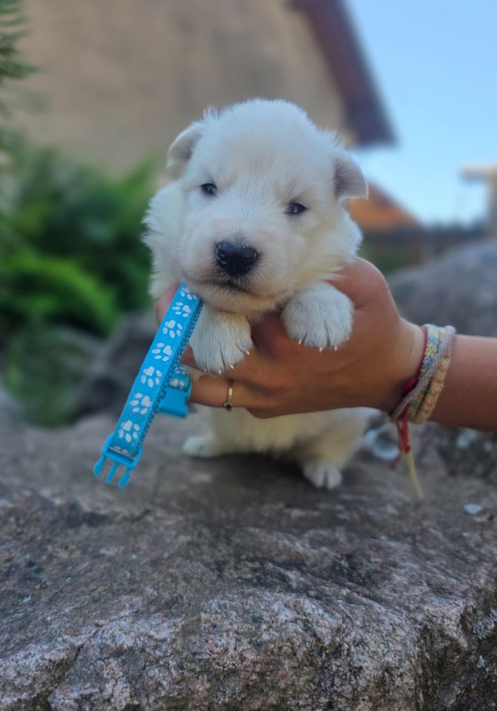 du Domaine de Criska - Chiots disponibles - Berger Blanc Suisse