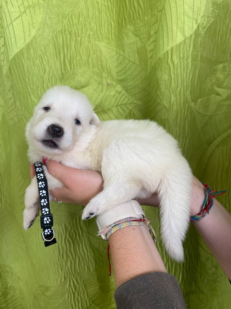 du Domaine de Criska - Chiots disponibles - Berger Blanc Suisse