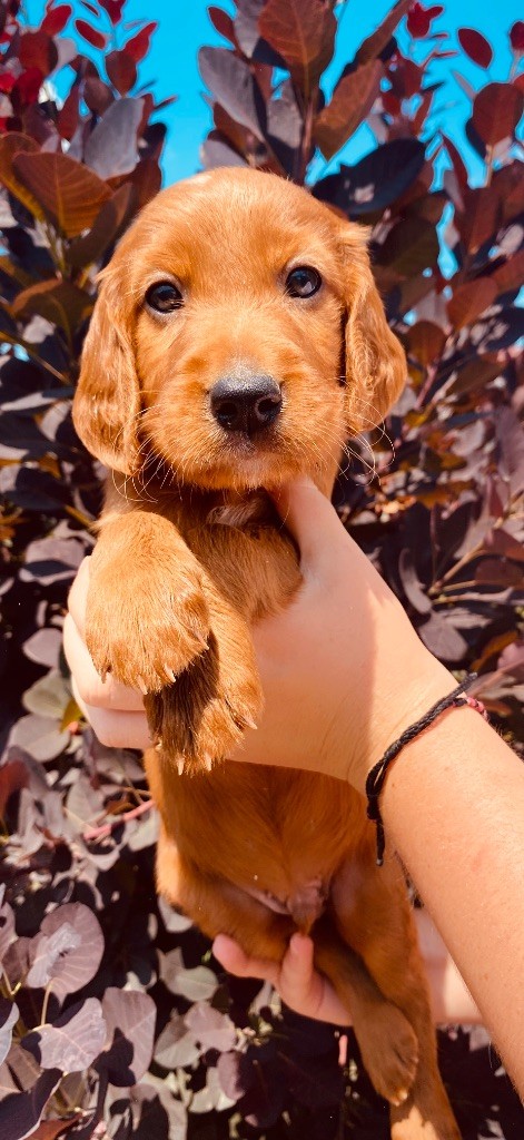 du Domaine de Criska - Chiots disponibles - Setter irlandais rouge