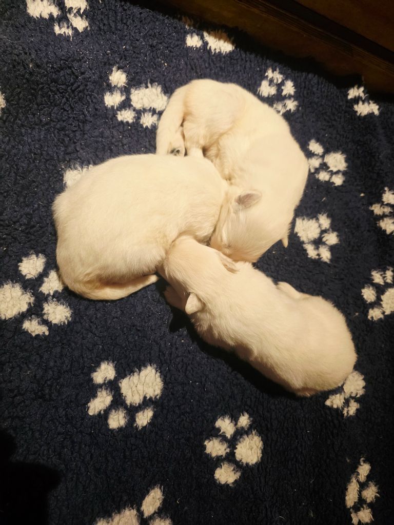 du Domaine de Criska - Berger Blanc Suisse - Portée née le 12/08/2025