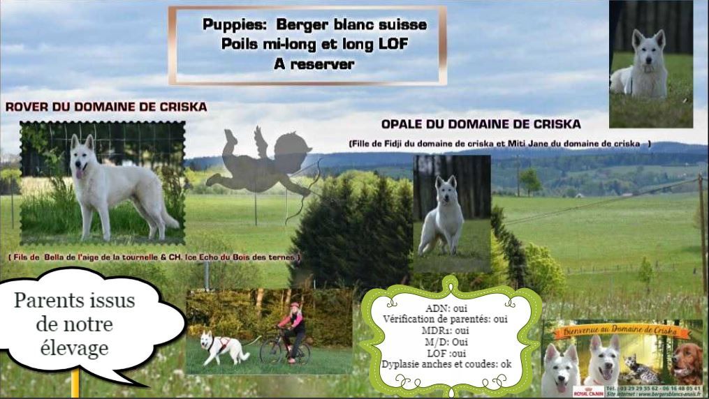 Chiot Berger Blanc Suisse du Domaine de Criska