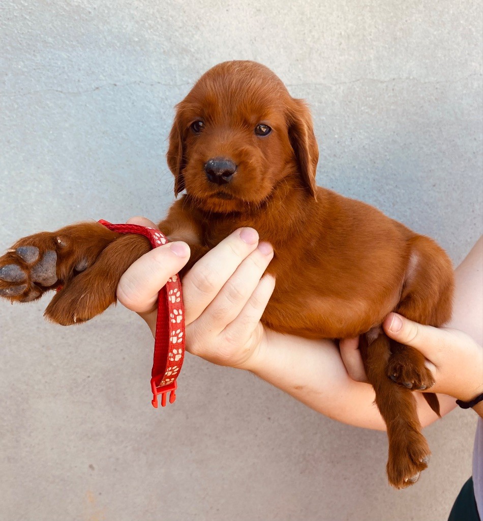 du Domaine de Criska - Chiots disponibles - Setter irlandais rouge