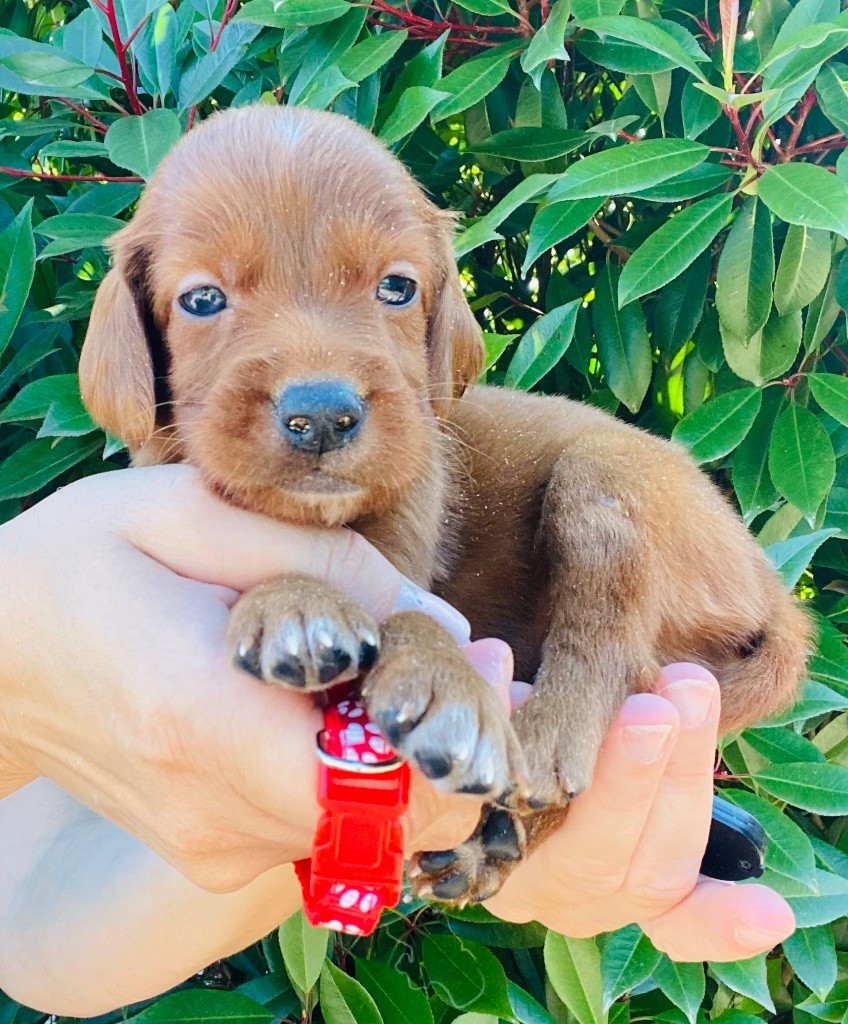 du Domaine de Criska - Chiots disponibles - Setter irlandais rouge