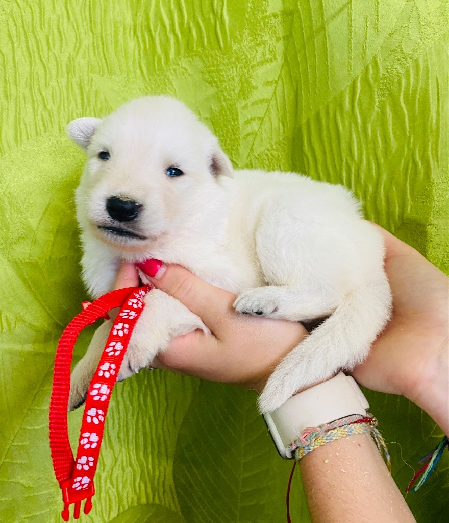 du Domaine de Criska - Chiots disponibles - Berger Blanc Suisse