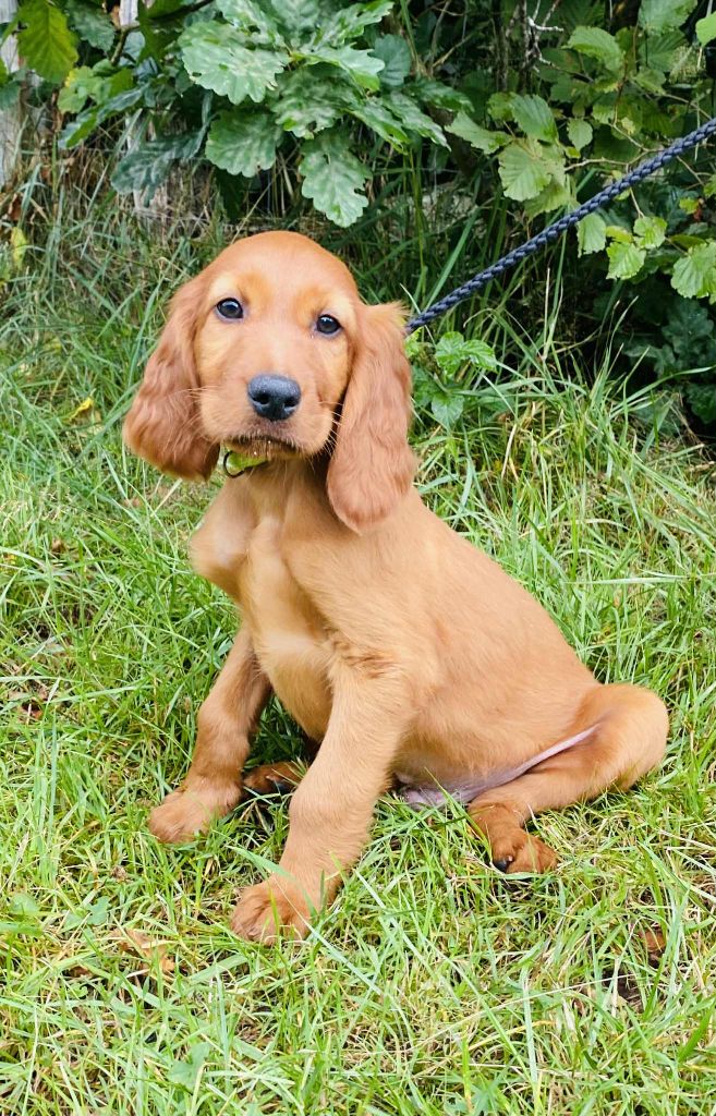 du Domaine de Criska - Chiots disponibles - Setter irlandais rouge