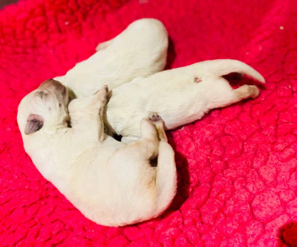 Chiot Berger Blanc Suisse du Domaine de Criska