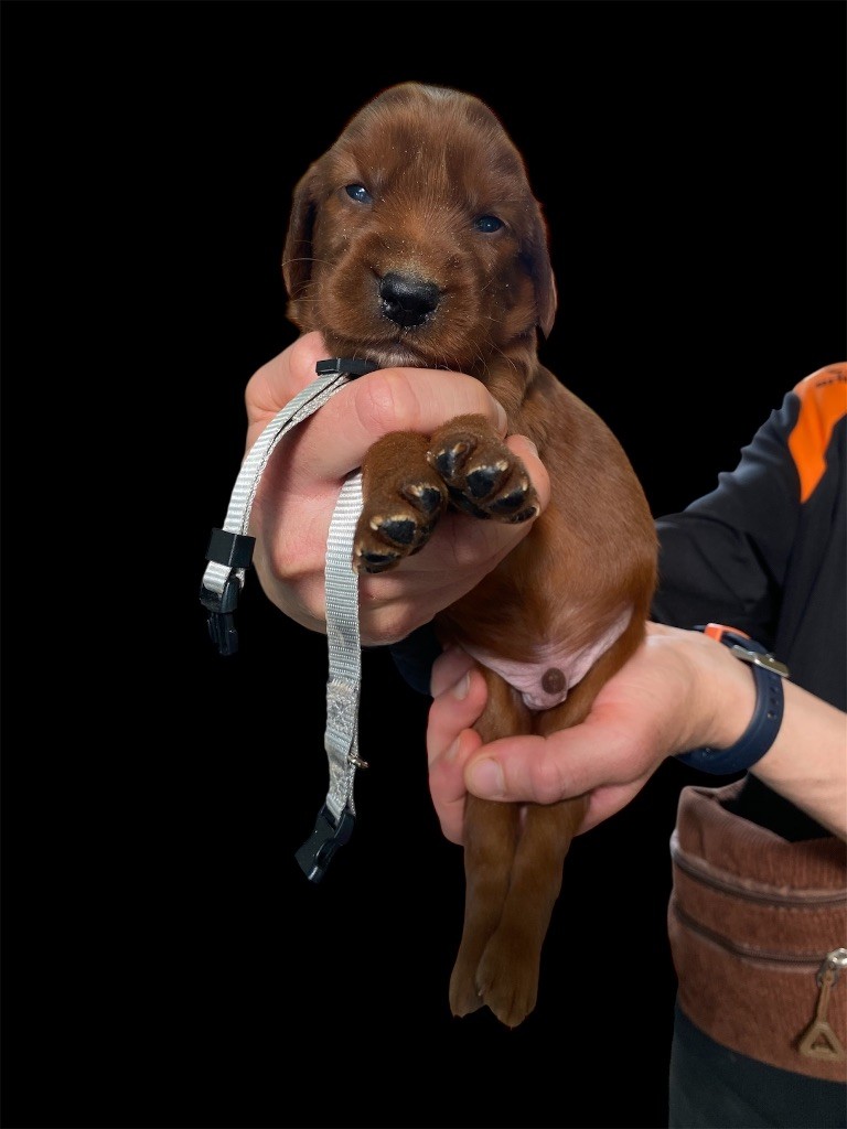 du Domaine de Criska - Chiots disponibles - Setter irlandais rouge