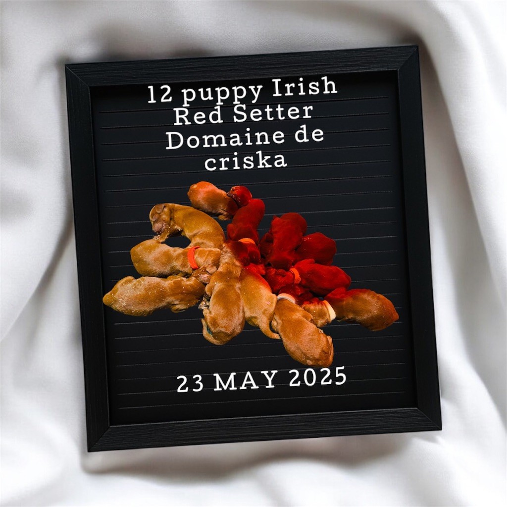 du Domaine de Criska - Setter irlandais rouge - Portée née le 23/05/2025