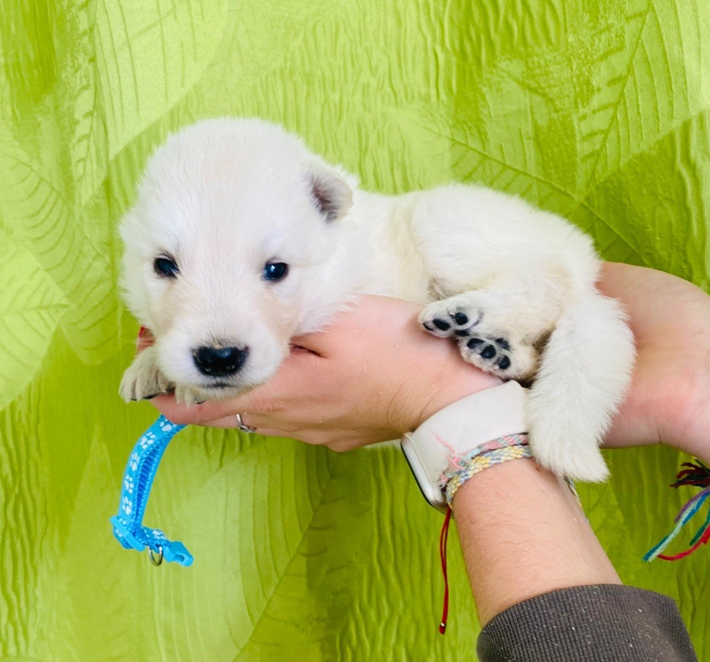 du Domaine de Criska - Chiots disponibles - Berger Blanc Suisse