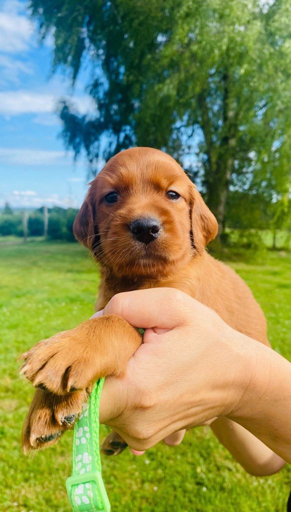 du Domaine de Criska - Chiots disponibles - Setter irlandais rouge