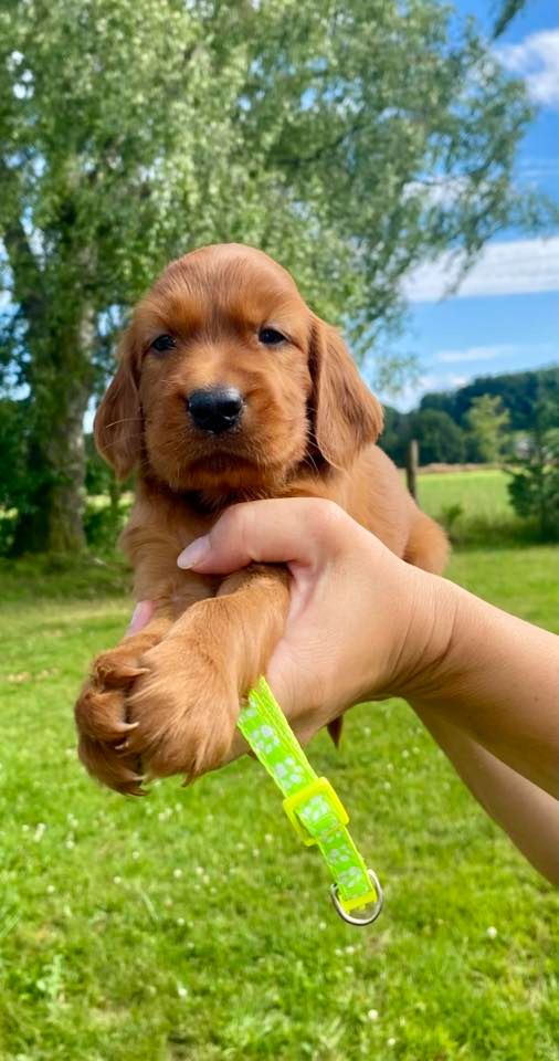 du Domaine de Criska - Chiots disponibles - Setter irlandais rouge