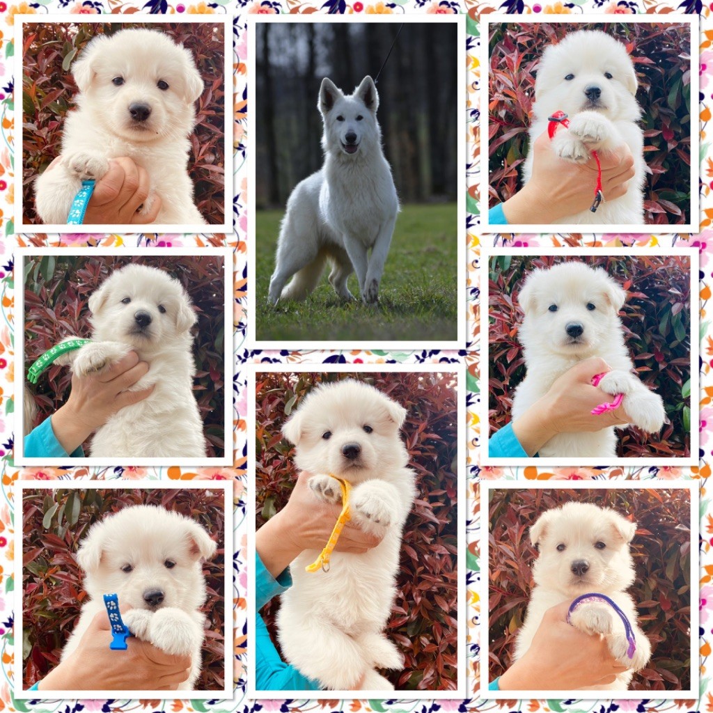 du Domaine de Criska - Berger Blanc Suisse - Portée née le 21/03/2025