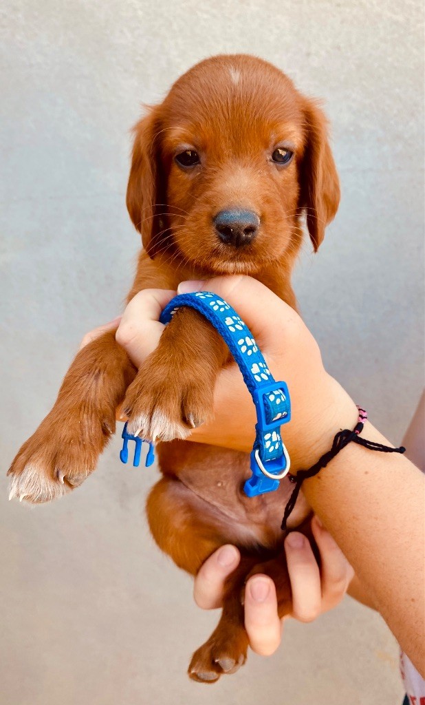 du Domaine de Criska - Chiots disponibles - Setter irlandais rouge