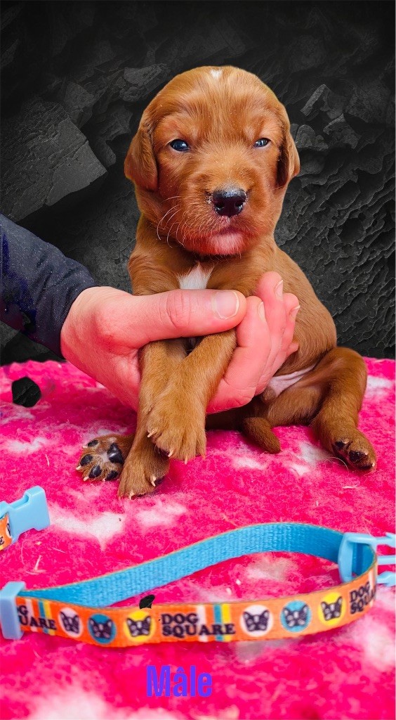 du Domaine de Criska - Chiots disponibles - Setter irlandais rouge