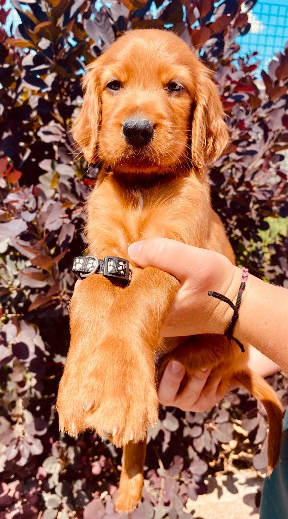 du Domaine de Criska - Chiots disponibles - Setter irlandais rouge
