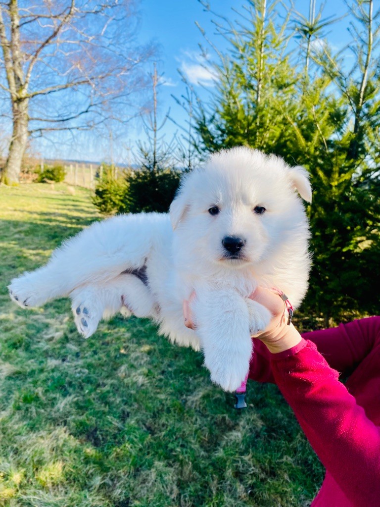 du Domaine de Criska - Chiots disponibles - Berger Blanc Suisse