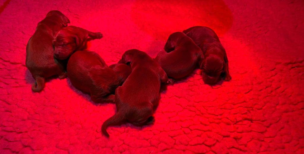 Chiot Setter irlandais rouge du Domaine de Criska