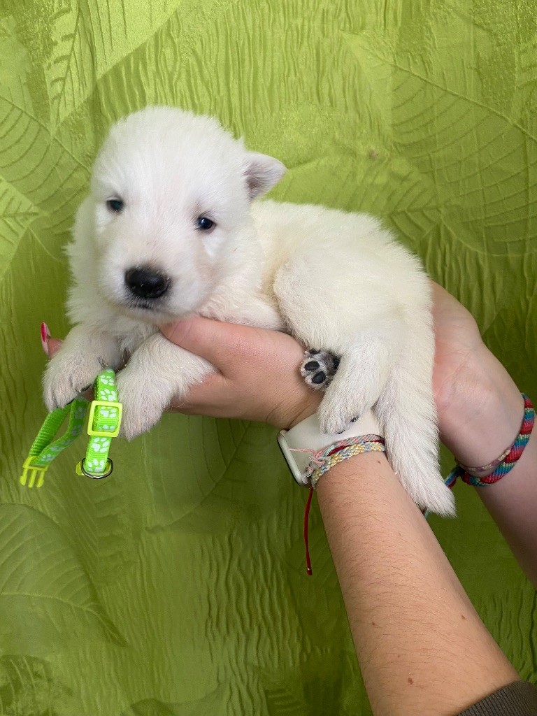 du Domaine de Criska - Chiots disponibles - Berger Blanc Suisse