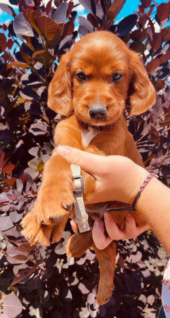 du Domaine de Criska - Chiots disponibles - Setter irlandais rouge