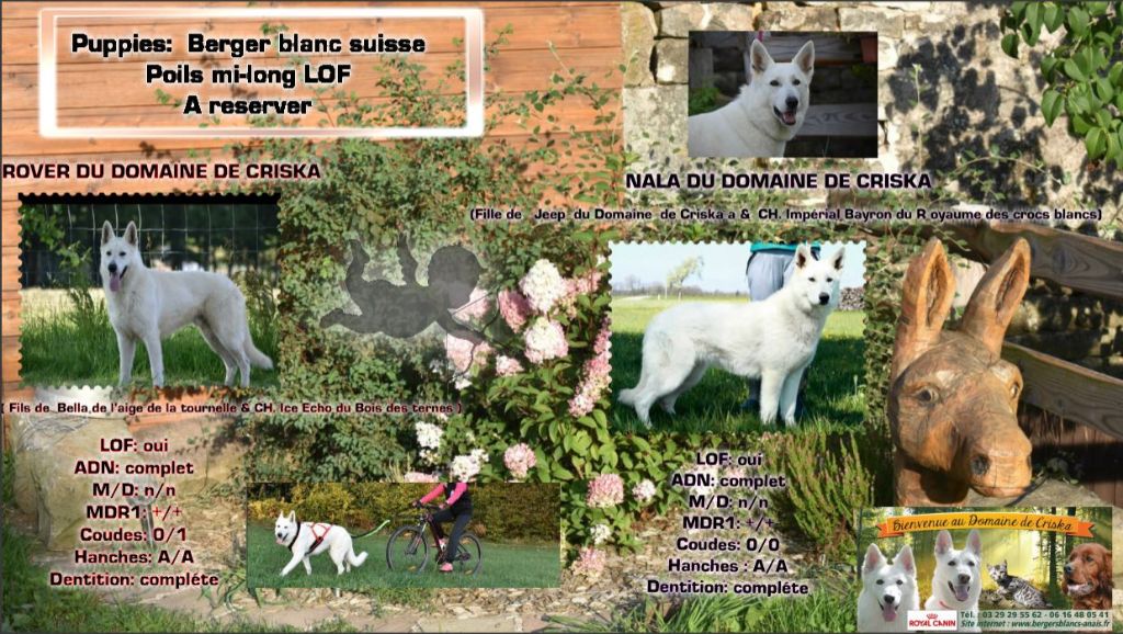 Chiot Berger Blanc Suisse du Domaine de Criska