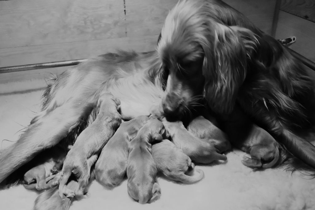 Chiot Setter irlandais rouge du Domaine de Criska