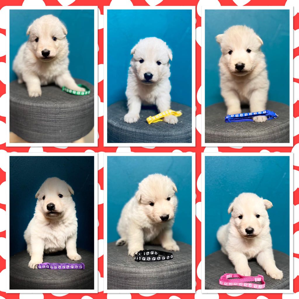 Chiot Berger Blanc Suisse du Domaine de Criska