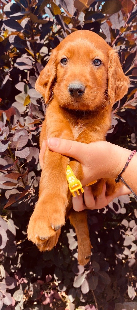 du Domaine de Criska - Chiots disponibles - Setter irlandais rouge