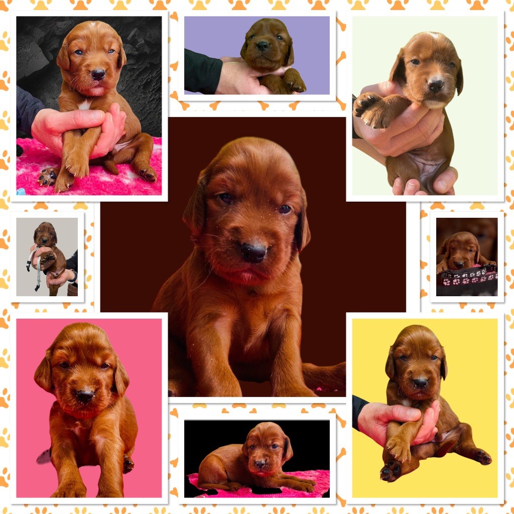 Chiot Setter irlandais rouge du Domaine de Criska