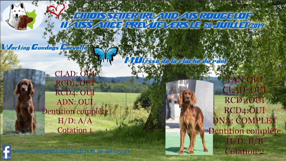 Chiot Setter irlandais rouge du Domaine de Criska