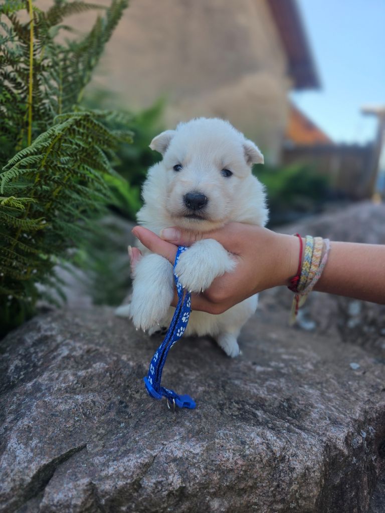 du Domaine de Criska - Chiots disponibles - Berger Blanc Suisse