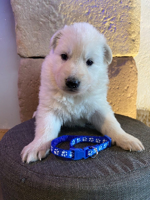CHIOT
