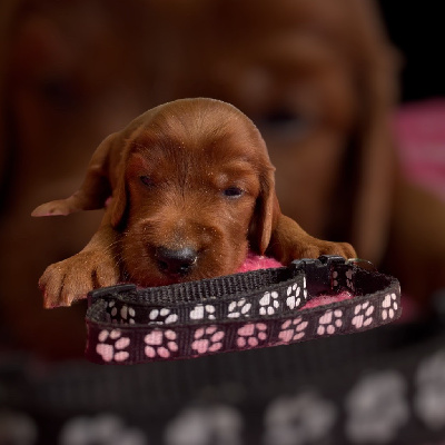 CHIOT