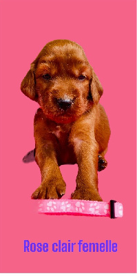 CHIOT