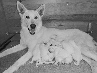 CHIOT